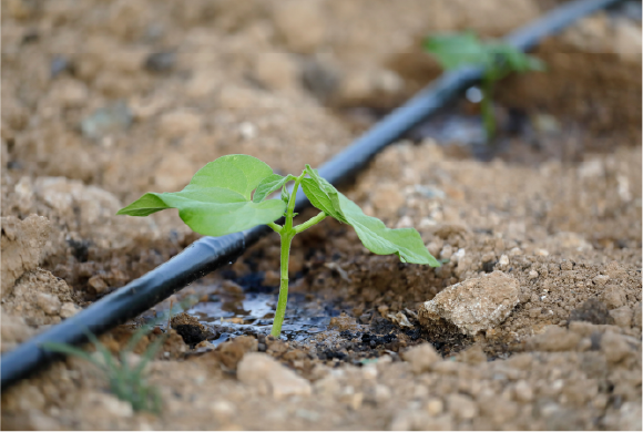 Agriculture